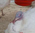 Pierwsze dni indyka w Koźminku