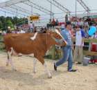 Nagordy dla superchampionów i championów  - 52