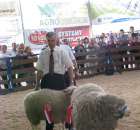 Owce - Szepietowo 2012 XIX Regionalna Wystawa Zwierząt Hodowlanych - 45