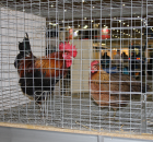 Foto reportaż z Międzynarodowych Targów Hodowli Zwierząt FARMA