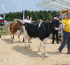 Nagordy dla superchampionów i championów  - 15