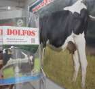 VII Ogólnopolska Wystawa Bydła Hodowlanego - 114