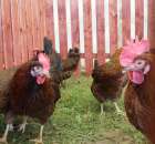 Żółtonóżka kuropatwiana Ż-33