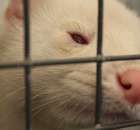 IZOO Balice dzień drugi  - 70