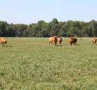 Wypas bydła zdjęcie nr 19