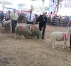 Owce - Szepietowo 2012 XIX Regionalna Wystawa Zwierząt Hodowlanych - 35