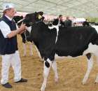 VII Ogólnopolska Wystawa Bydła Hodowlanego - 15