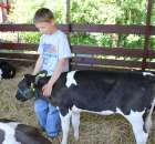 Bydło - Szepietowo 2012 XIX Regionalna Wystawa Zwierząt Hodowlanych - 22