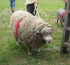 Owce - Szepietowo 2012 XIX Regionalna Wystawa Zwierząt Hodowlanych - 17