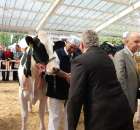 VII Ogólnopolska Wystawa Bydła Hodowlanego - 46