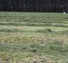 Pokazy Maszyn Polskie Zboża Zielone Agroshow 2012  - 24