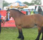 Konie - Szepietowo 2012 XIX Regionalna Wystawa Zwierząt Hodowlanych - 22