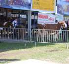 Bydło - Szepietowo 2012 XIX Regionalna Wystawa Zwierząt Hodowlanych - 5