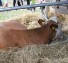 XX Targi Rolnicze Lubniewice