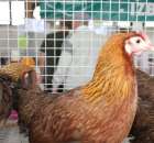 Drób - Szepietowo 2012 XIX Regionalna Wystawa Zwierząt Hodowlanych - 24