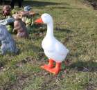 Foto reportaż z Targów Rolno-Ogrodnicze AGROMARSZ Marszew 2011