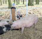 Foto reportaż z Targów Rolno-Ogrodnicze AGROMARSZ Marszew 2011