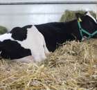 VII Ogólnopolska Wystawa Bydła Hodowlanego - 76