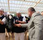 VII Ogólnopolska Wystawa Bydła Hodowlanego - 50