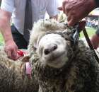 Owce - Szepietowo 2012 XIX Regionalna Wystawa Zwierząt Hodowlanych - 15