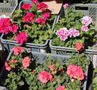 XXII Targi Rolniczo-Ogrodnicze Kościerzyn 2012 - 116