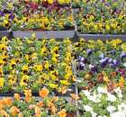 Foto reportaż z Targów Rolno-Ogrodnicze AGROMARSZ Marszew 2011