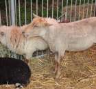 Owce ras górska, wrzosówka, czarnogłówka