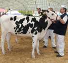 VII Ogólnopolska Wystawa Bydła Hodowlanego - 22