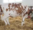 VII Ogólnopolska Wystawa Bydła Hodowlanego - 156