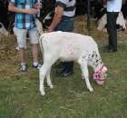 Młody Hodowca - Szepietowo 2012 - 3