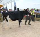 Nagordy dla superchampionów i championów  - 38