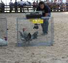 Nagrody - Szepietowo 2012 XIX Regionalna Wystawa Zwierząt Hodowlanych - 49