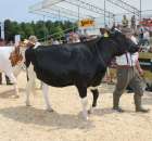 Nagordy dla superchampionów i championów  - 19