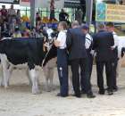 Bydło - Szepietowo 2012 XIX Regionalna Wystawa Zwierząt Hodowlanych - 67