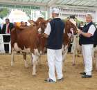 Prezentacja Championów na VII Ogólnopolskiej Wystawie Bydła Hodowlanego w Sielinku 2012 - 16