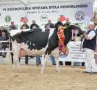 Prezentacja Championów na VII Ogólnopolskiej Wystawie Bydła Hodowlanego w Sielinku 2012 - 7