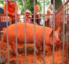 XX Targi Rolnicze Lubniewice