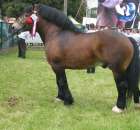 Konie - Szepietowo 2012 XIX Regionalna Wystawa Zwierząt Hodowlanych - 16