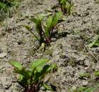 Wiosną ogród warzywny