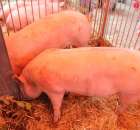 XX Targi Rolnicze Lubniewice