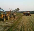 Wykopki ziemniaków.