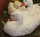 Gęś biała Kołudzka