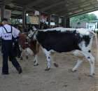 Bydło - Szepietowo 2012 XIX Regionalna Wystawa Zwierząt Hodowlanych - 8