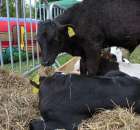 VII Ogólnopolska Wystawa Bydła Hodowlanego - 97