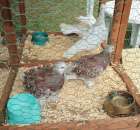 Gołębie Loczek Węgierski