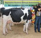 Bydło - Szepietowo 2012 XIX Regionalna Wystawa Zwierząt Hodowlanych - 130