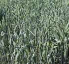 Polskie Zboża 2011 - Sobota