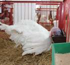 Drób - Szepietowo 2012 XIX Regionalna Wystawa Zwierząt Hodowlanych - 52