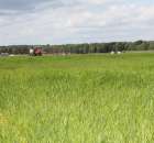 Zielone Agro Show Kąkolewo - Polskie Zboża  - 93