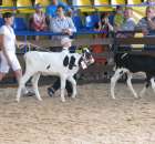 Młody Hodowca - Szepietowo 2012 - 80